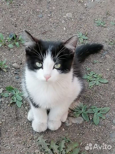 Кошка в дар бесплатно