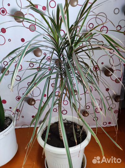 Пальма драцена