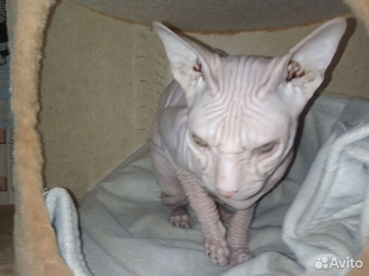 Корниш-рекс отдам