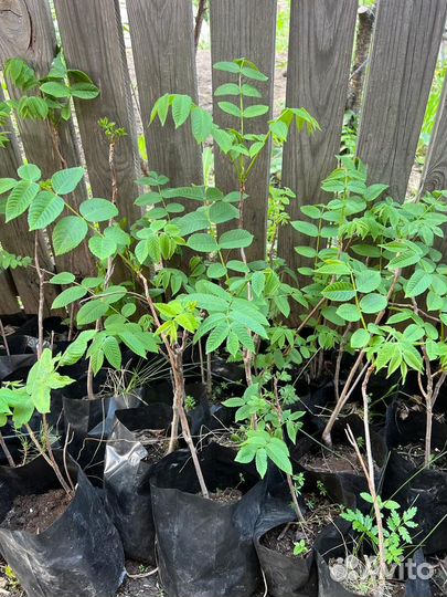 Маньчжурский орех