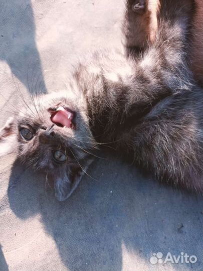 Котята в добрые руки бесплатно