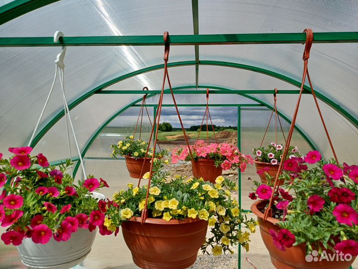 Калибрахоа в кашпо