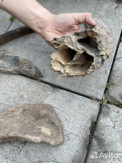 Кости мамонта