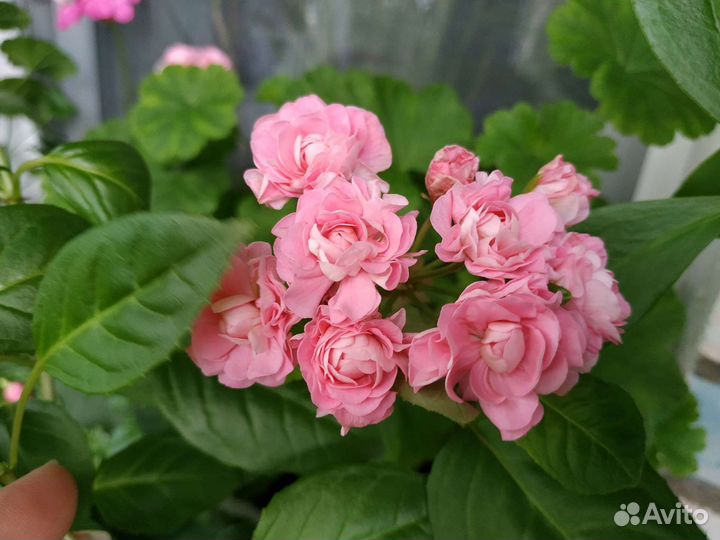 Пеларгония герань