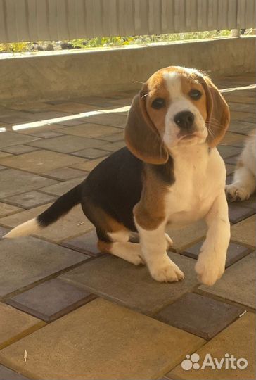 Щенки бигль