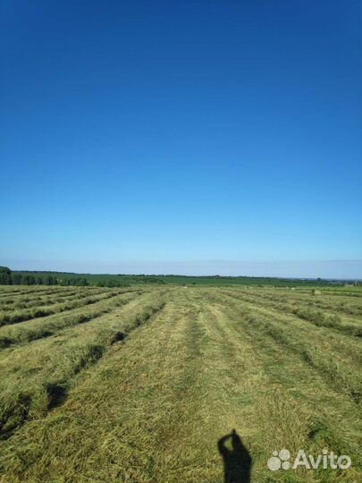 Сено, солома