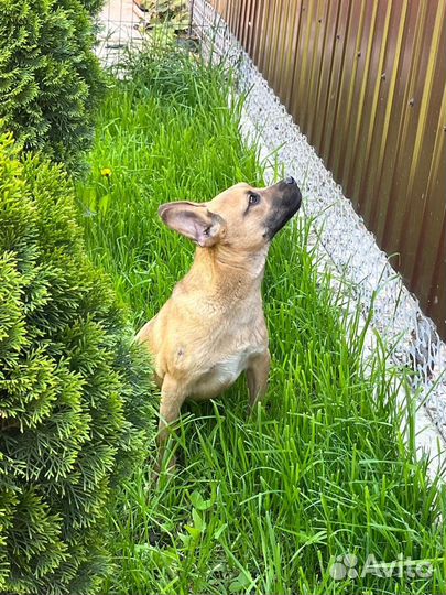 Щенок Фунтик