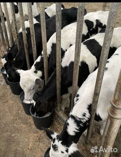 Продаем телята