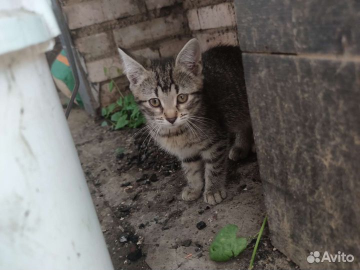 Кошка в дар