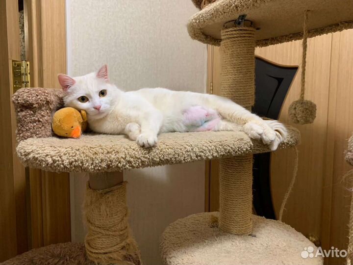 Турецкая ангора