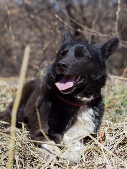 Маленькая собака в добрые руки