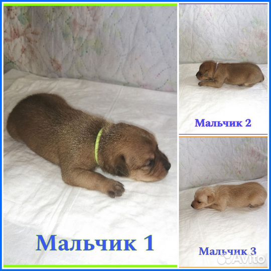 Тойчики мальчуганы