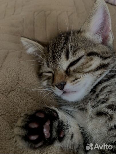 Котенок девочка