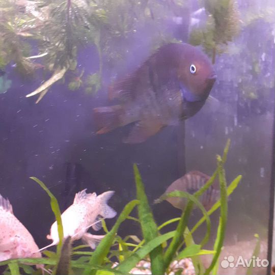 Цихлазома Седжика