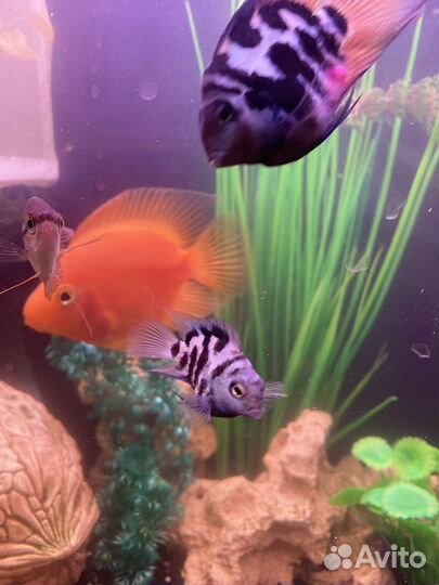 Аквариумные рыбы попугай