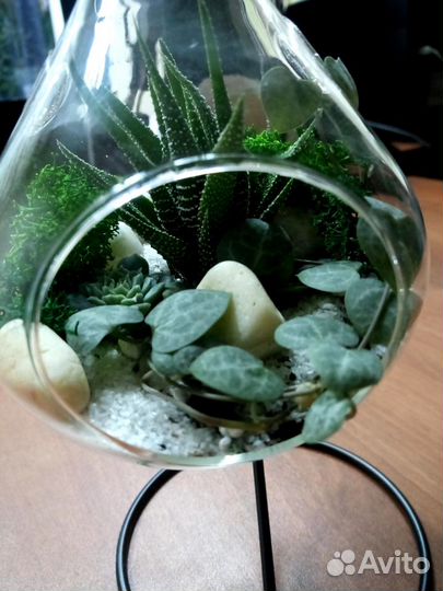 Флорариум сфера