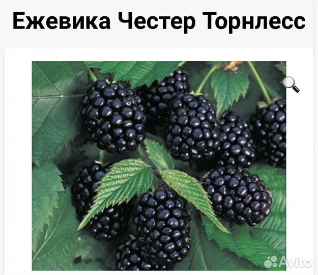 Ежевика безшипная честер толрнесс
