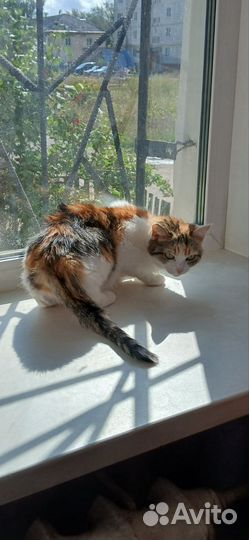 Пристроить кошку