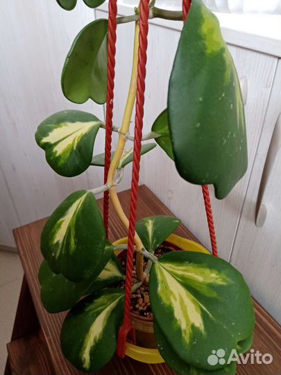 Хойя Kerrii Yellow Variegata