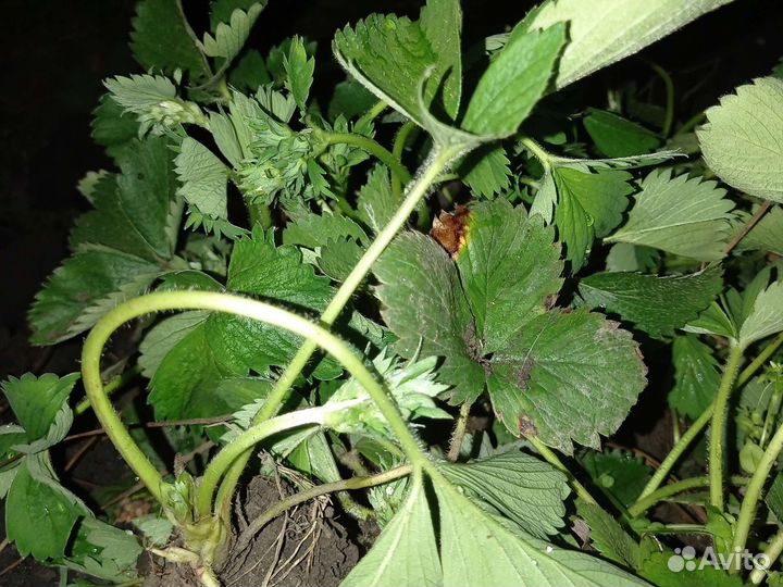 Рассада клубники