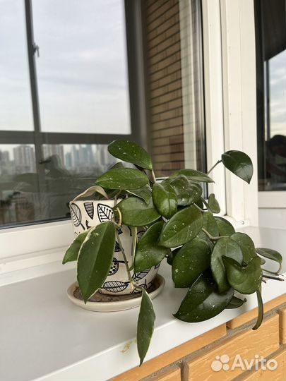 Хойя. Взрослое растение, два сорта