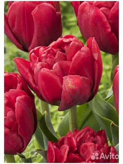 Тюльпаны голландские