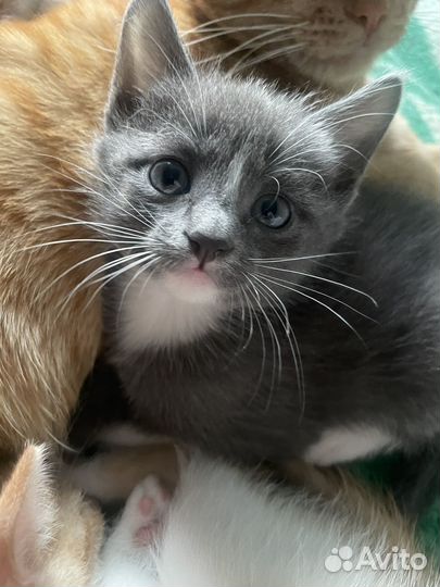 Котята в добрые руки даром