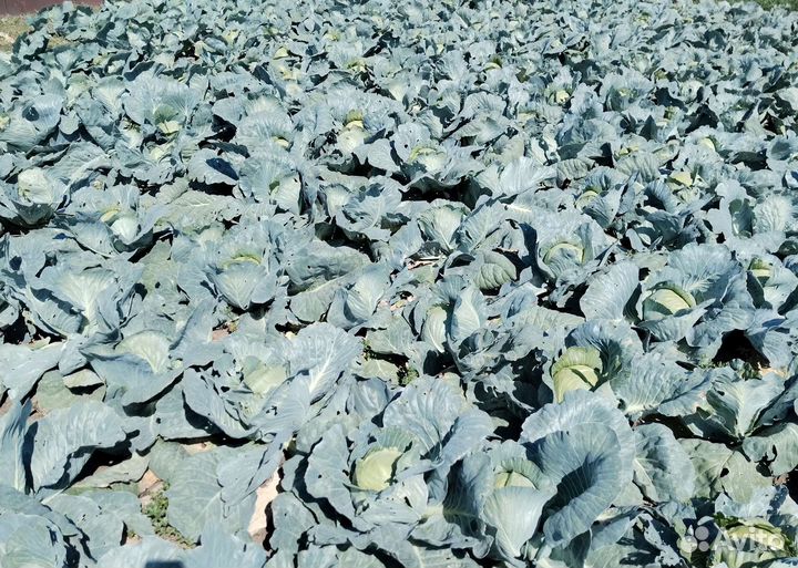 Продам белокочанную капусту