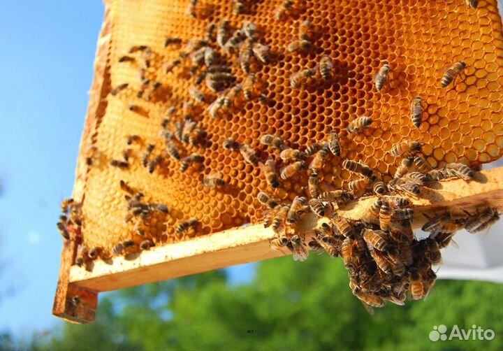 2024 Мед натуральный с Алтая оптом