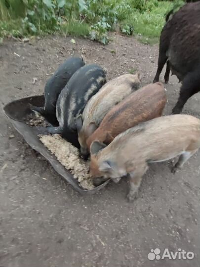 Поросята мангалица