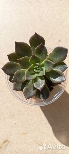 Суккуленты