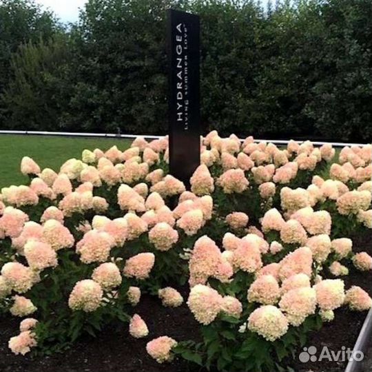 Гортензия Саммер Лав