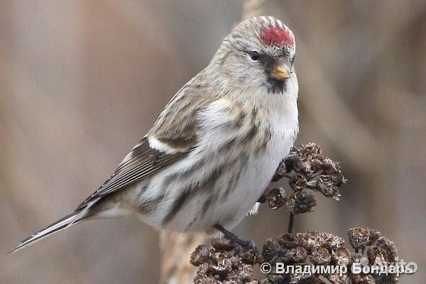 Певчие птицы