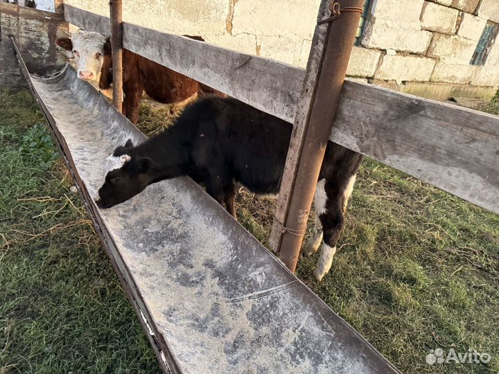 Продаются телята телки