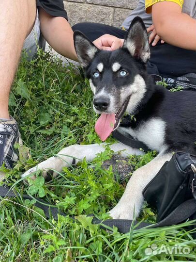 Хаски смешка с дворняжкой