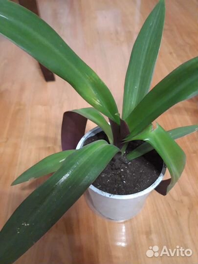 Цветочек рэо