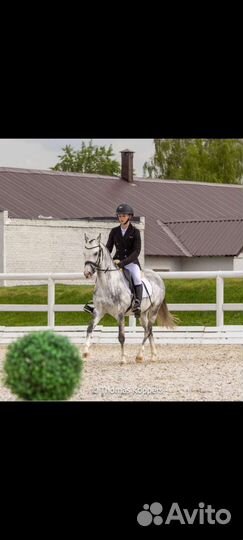 Продам уэльскую пони кобылу