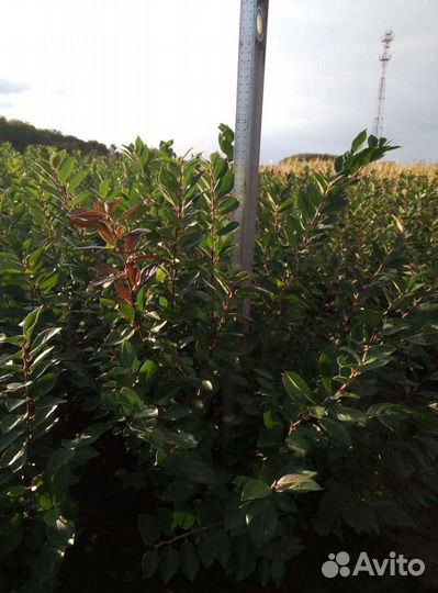 Кизильник блестящий