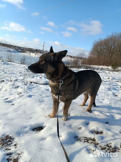 Дружок ищет дом