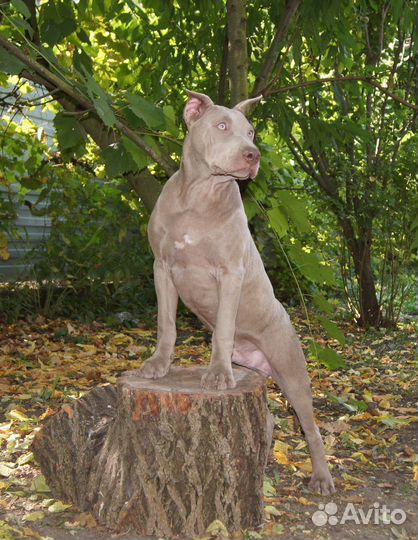 Щенки Прайтера