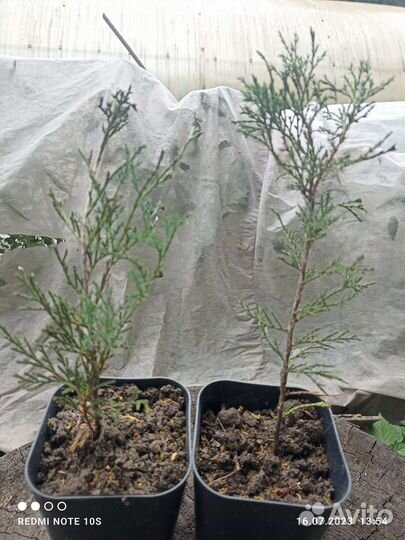 Можжевельник, туя Брабант