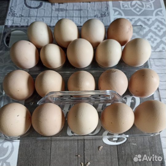 Домашние куриные яйца