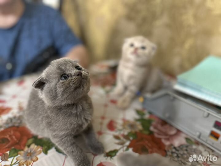 Шотландская вислоухая