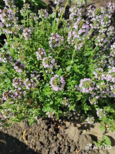 Тимьян (чабрец) ползучий, лимонный, Антеннария