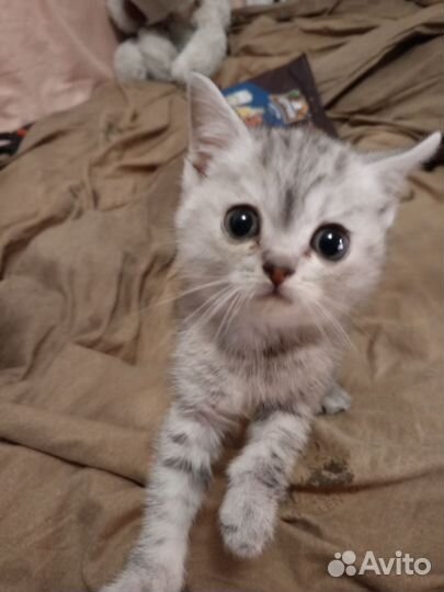 Котенок