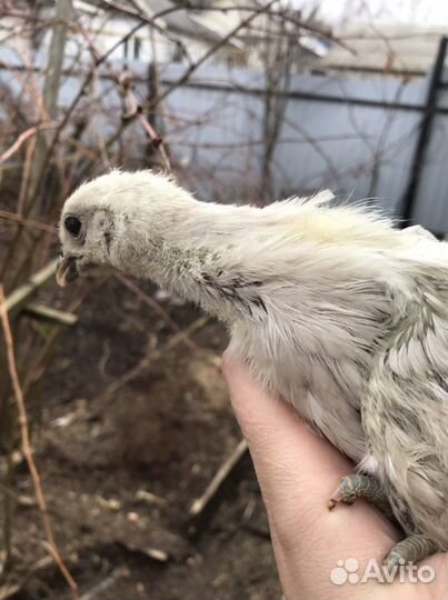 Цыплята несушки и Ухейилюй