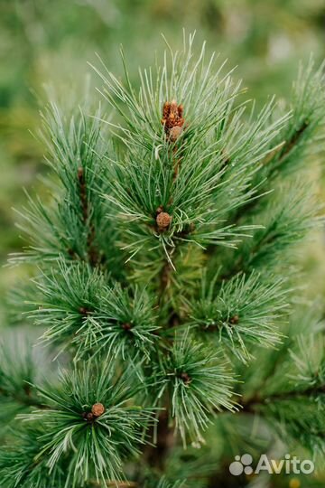 Саженцы кедра сибирского