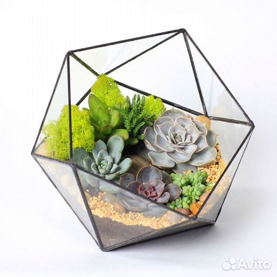Флорариум. Флорариумы с суккулентами в спб и ло