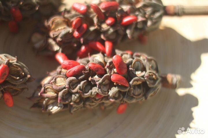 Магнолия Грандифлора крупноцветковая саженцы