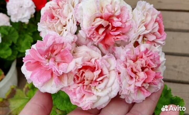 Сортовая пеларгония